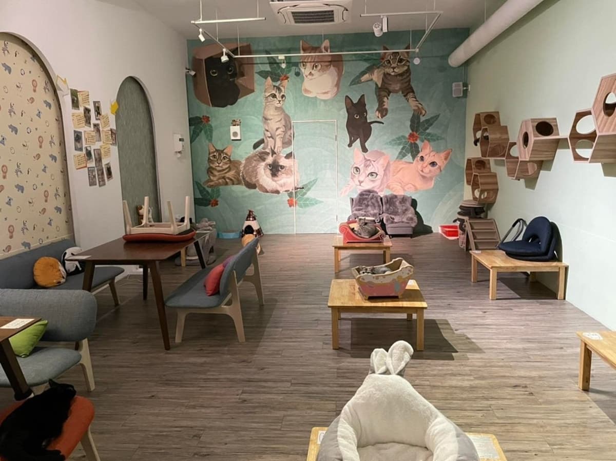 「O CAT CAFÉ」不只是咖啡廳，更是一間貓咪中途之家。（圖片來源：O CAT CAFÉ）