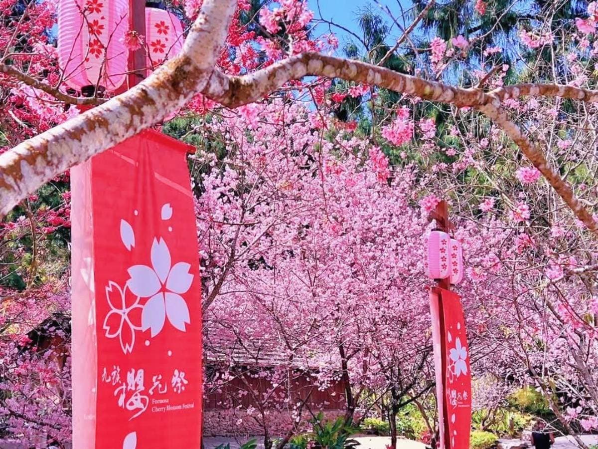 走春賞櫻趁現在！九族櫻花全線盛開，2/14起夜櫻、夜舞祭表演正式登場
