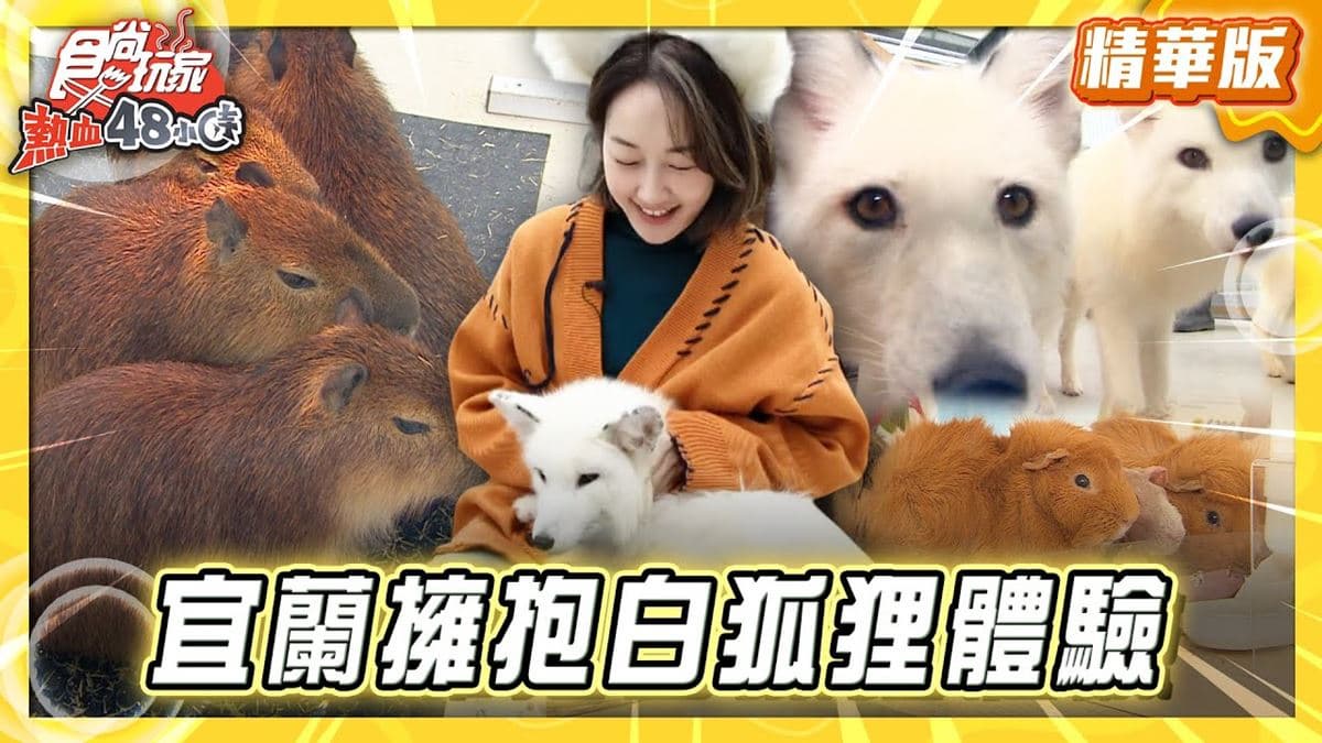 宜蘭三星鄉必去「體驗近距離擁抱白狐狸」！《食尚玩家》推薦「遛遛三星」