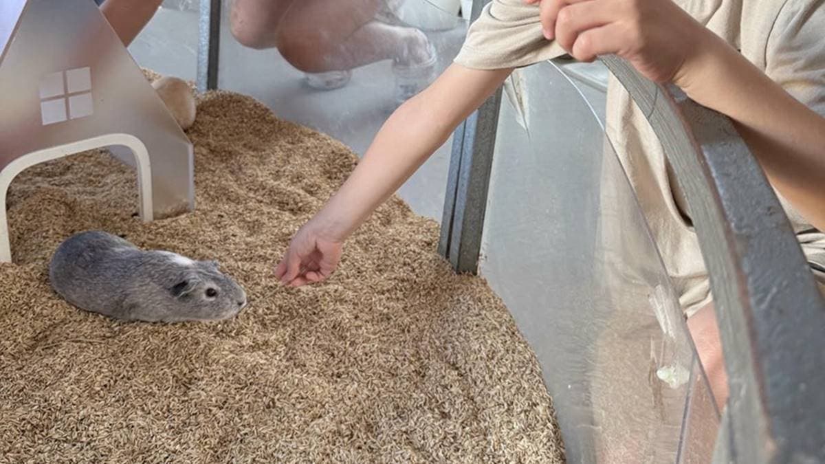 購票入場後在各區域都能免費領取草料、飼料餵食小動物。（圖片來源：噗噗美食旅遊小物札記）