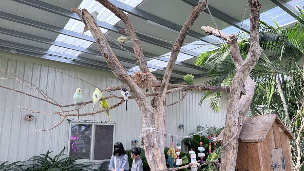 鳥園裡飼養許多色彩繽紛的小鸚鵡。（圖片來源：噗噗美食旅遊小物札記）