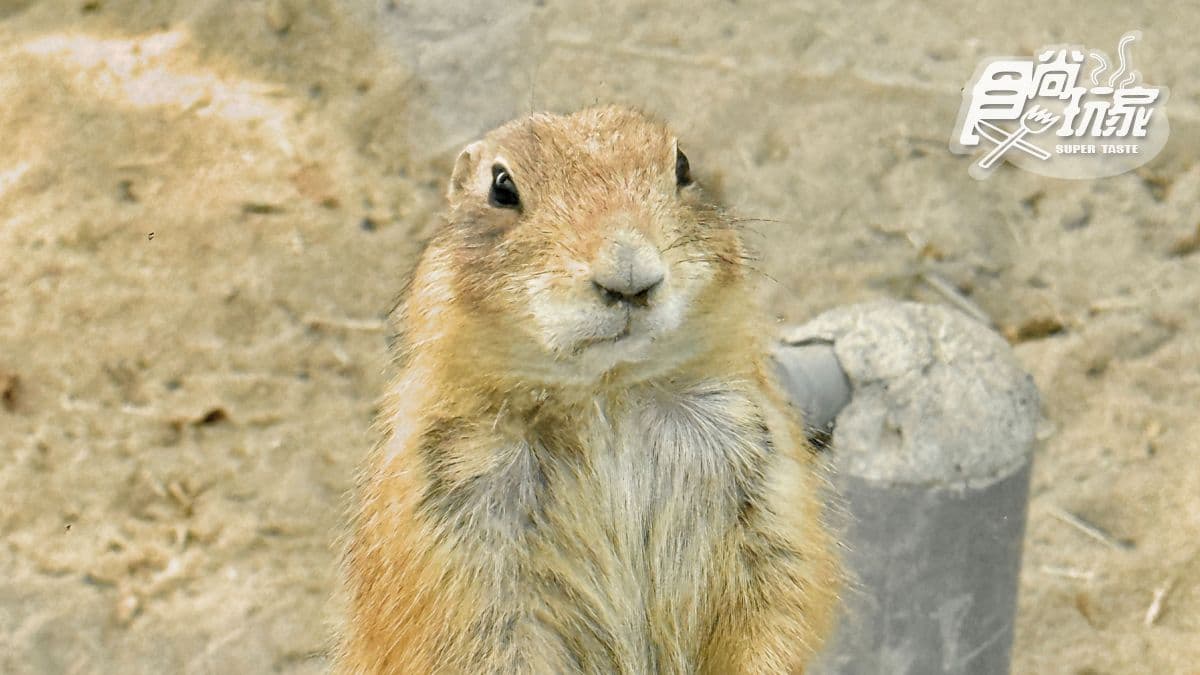 「沙丘部落」住著土撥鼠、兔豚、狐獴、臭鼬、小食蟻獸等小動物。