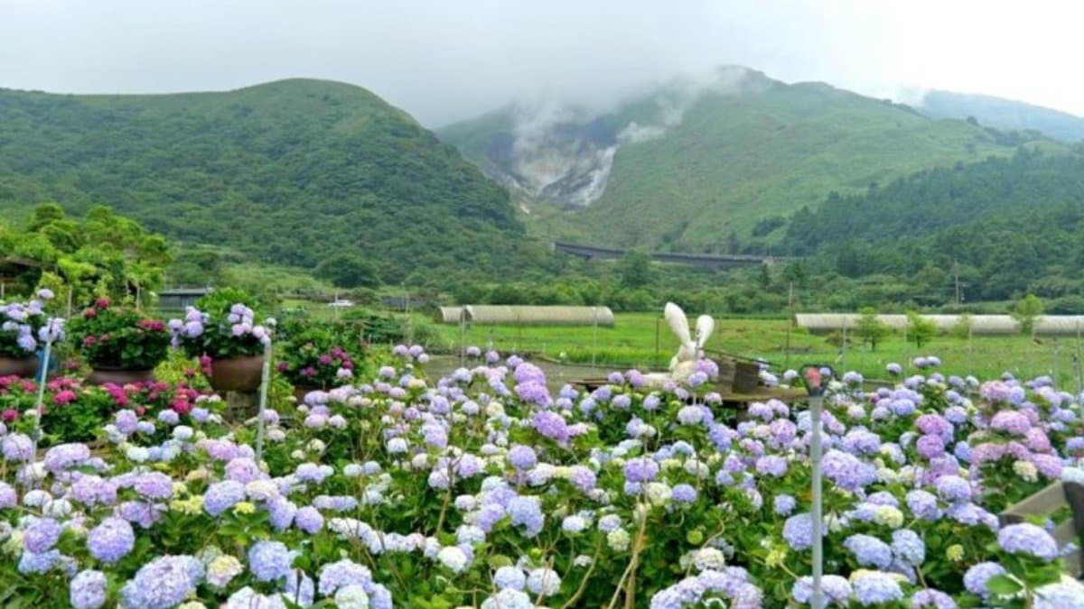 花谷海芋園