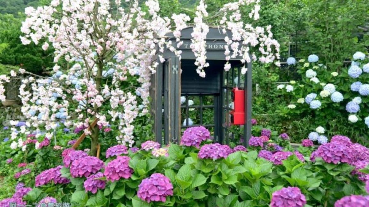 花田中有許多造景，都可以拍出美照。（圖片來源：阿一一之食意旅遊）