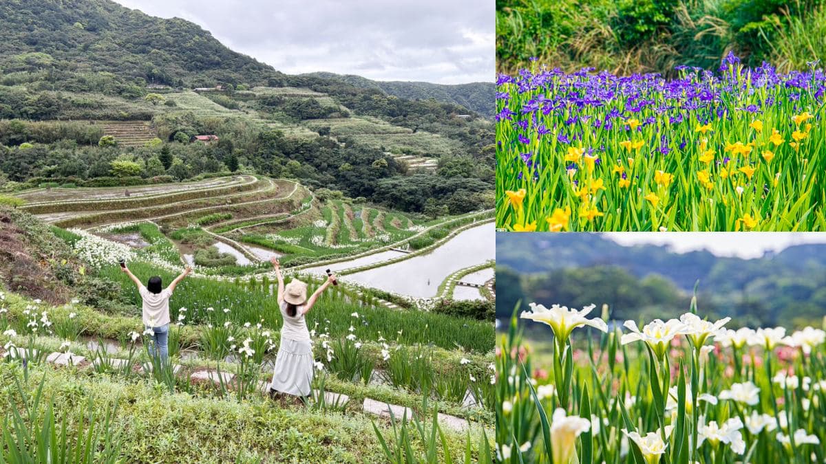 全台唯一百年梯田花海！石門嵩山鳶尾花季登場，免門票拍出梵谷名畫紫白浪漫