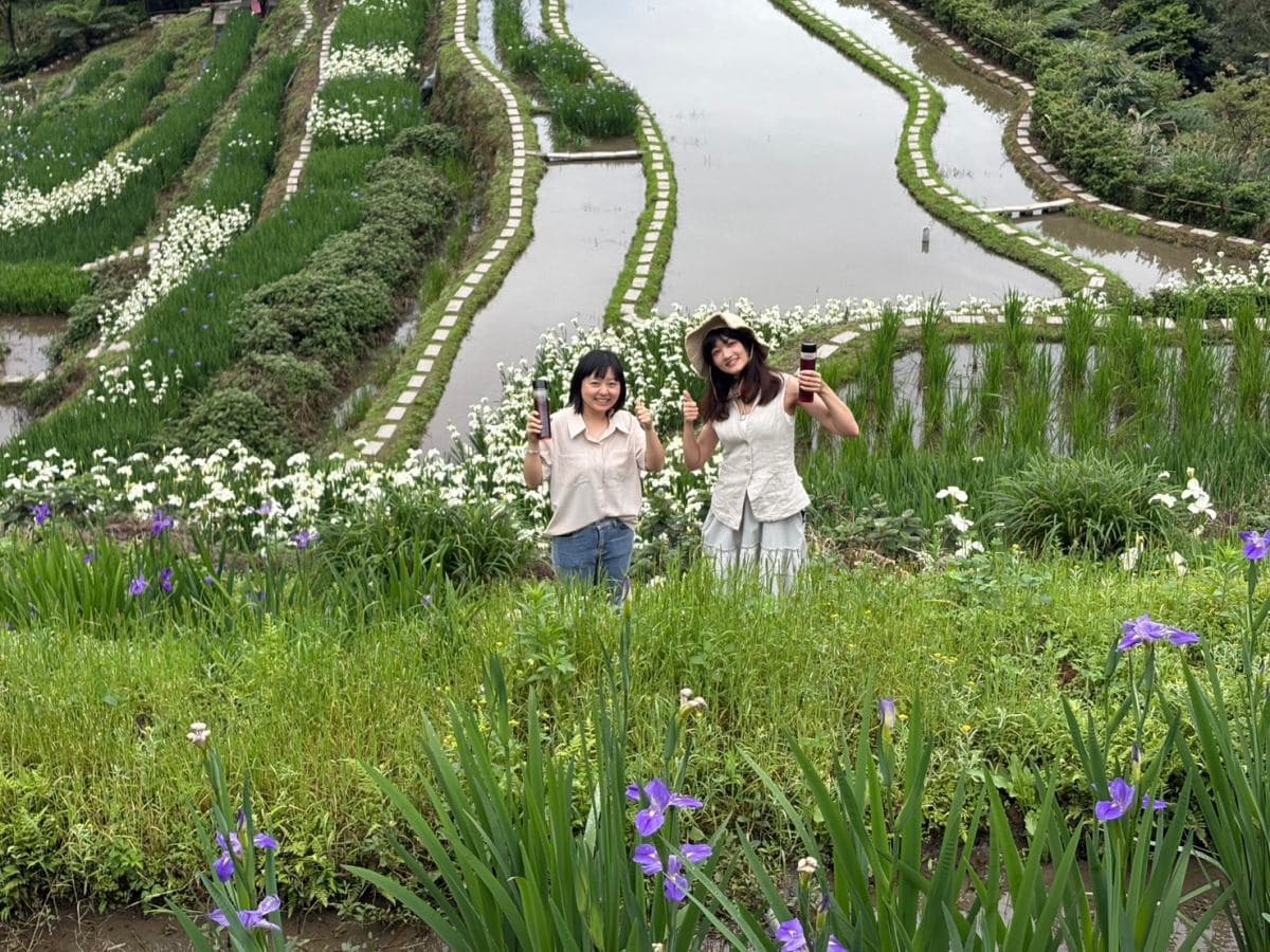 全台唯一百年梯田花海！石門嵩山鳶尾花季登場，免門票拍出梵谷名畫紫白浪漫