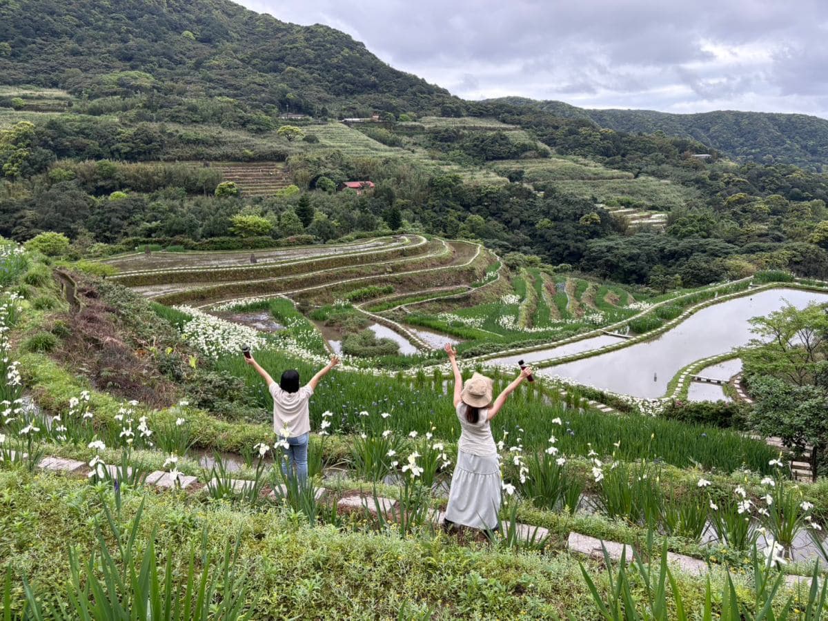 全台唯一百年梯田花海！石門嵩山鳶尾花季登場，免門票拍出梵谷名畫紫白浪漫