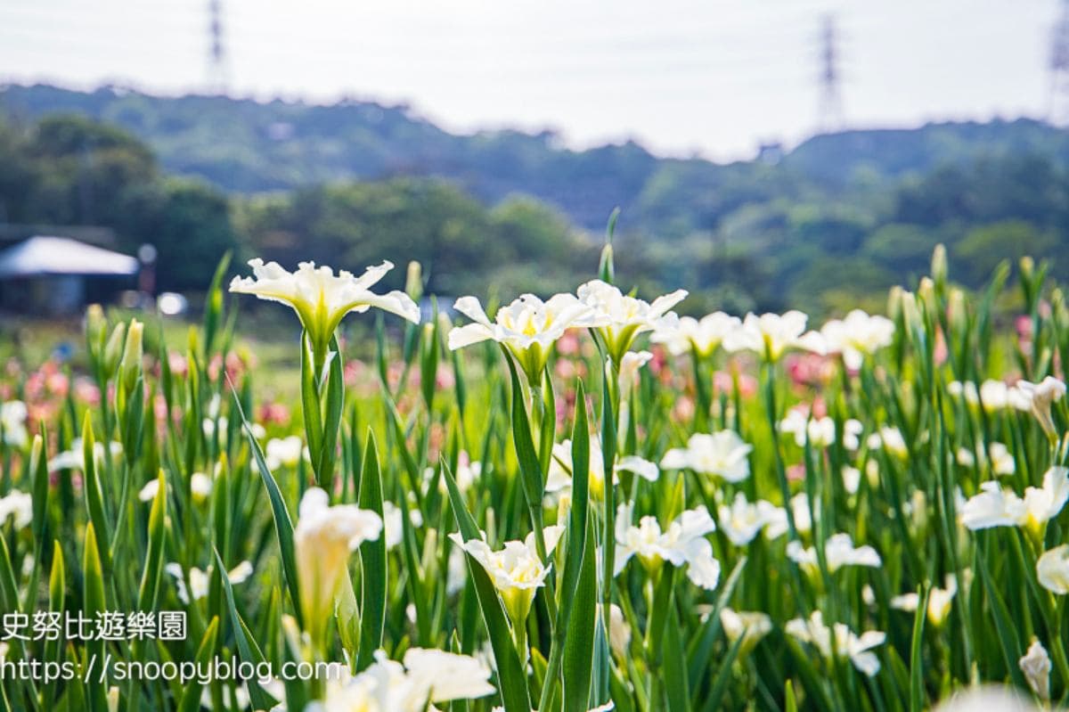 全台唯一百年梯田花海！石門嵩山鳶尾花季登場，免門票拍出梵谷名畫紫白浪漫