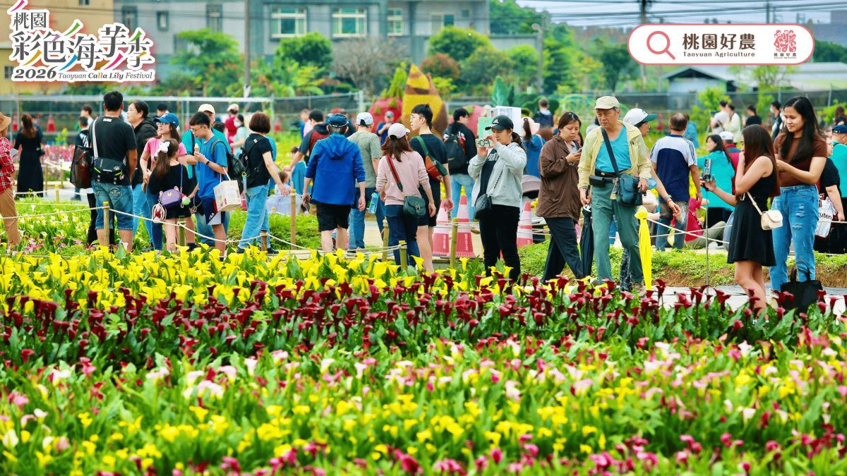 桃園彩色海芋季落幕！17天湧120萬人次朝聖