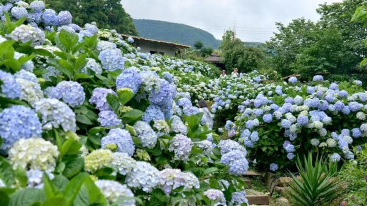 大梯田花卉生態農園