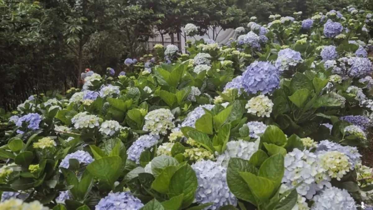 美麗的繡球花，妝點了整個山頭。（圖片來源：蔣妮i拍）