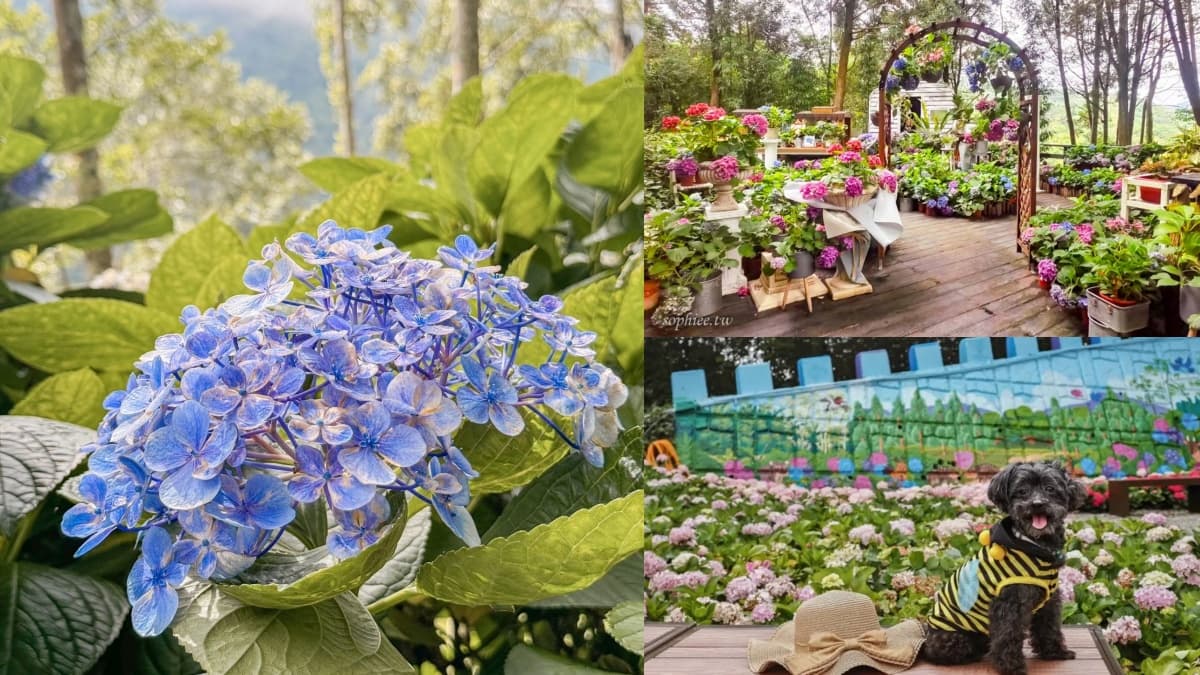 全台繡球花景點推薦：８千坪夢幻花海、山林秘境、歐式莊園小火車必打卡