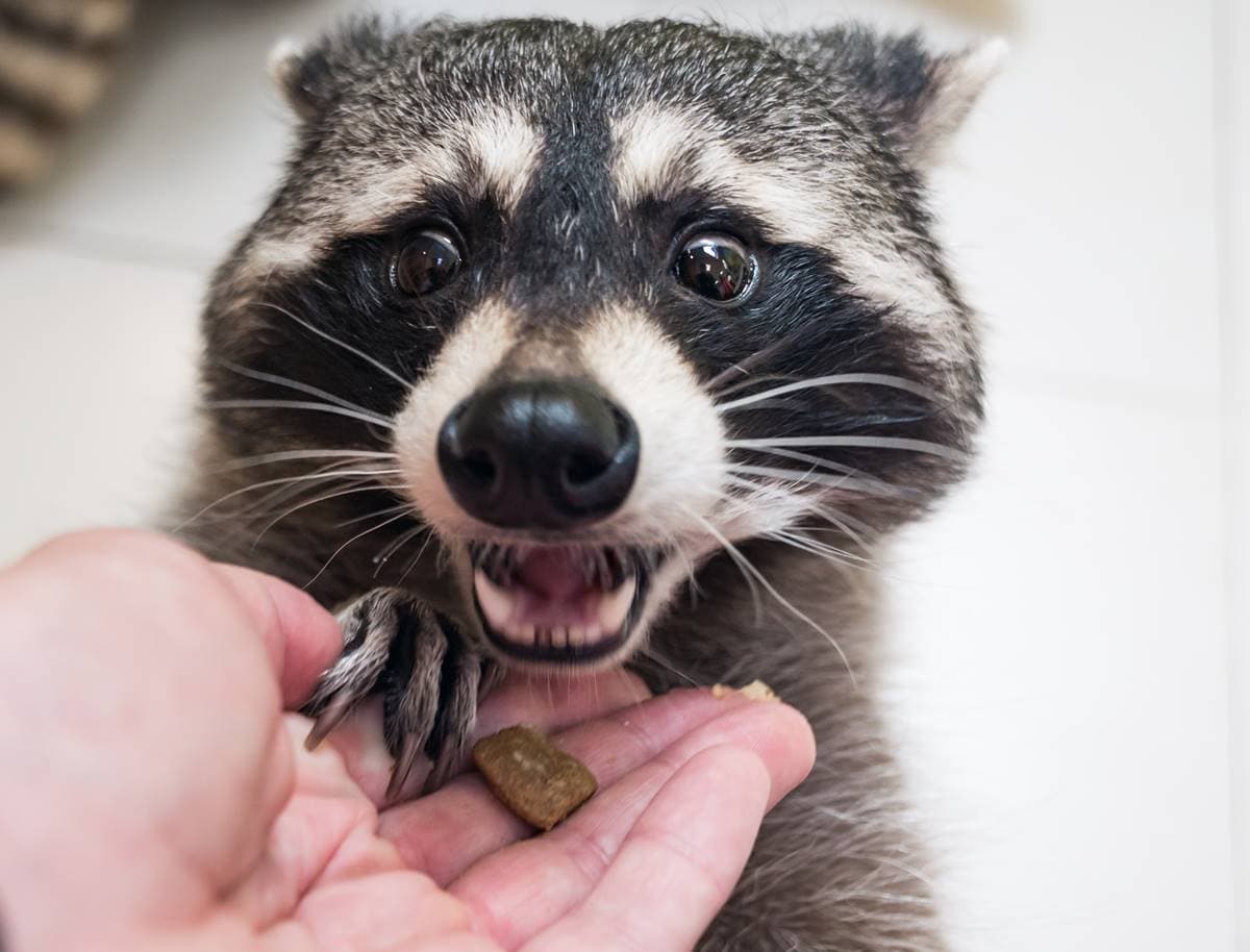 飼主們注意！「１寵物新規」５月上路，違者最高開罰25萬元、沒入動物