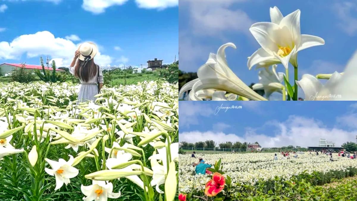 仙氣純白「百合花海」在桃園！２萬朵百合母親節前綻放，門票50元盡情拍美照