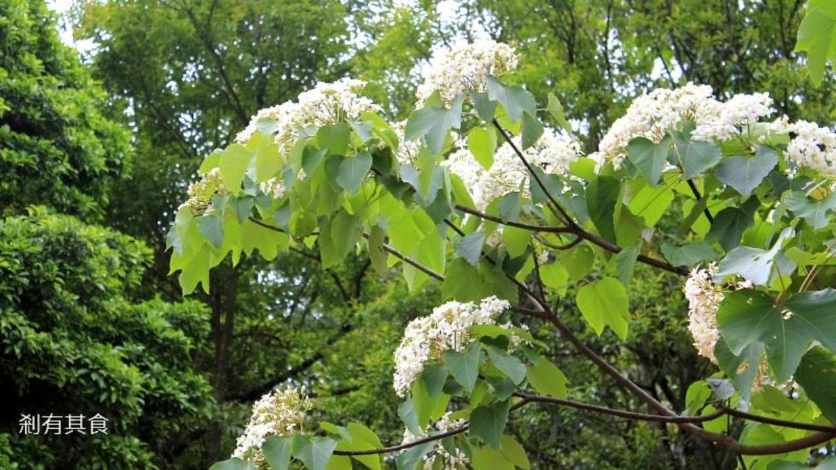大片桐花沿著古道延伸，讓步行的風景更加多彩。（圖片來源：剎有其食）