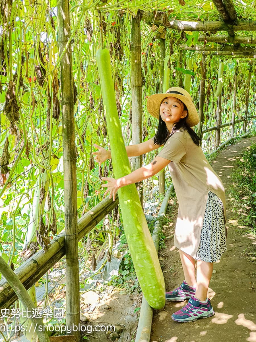 全台最長「南瓜隧道」在新北!5月免費開放參觀,超過30種造型南瓜大集合 全台最長「南瓜隧道」在新北!5月免費開放參觀,超過30種造型南瓜大集合