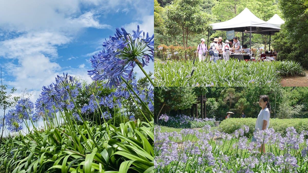 初夏最仙「紫色花海」在台北！內雙溪愛情花季5/16登場，免費入園、公車輕鬆到