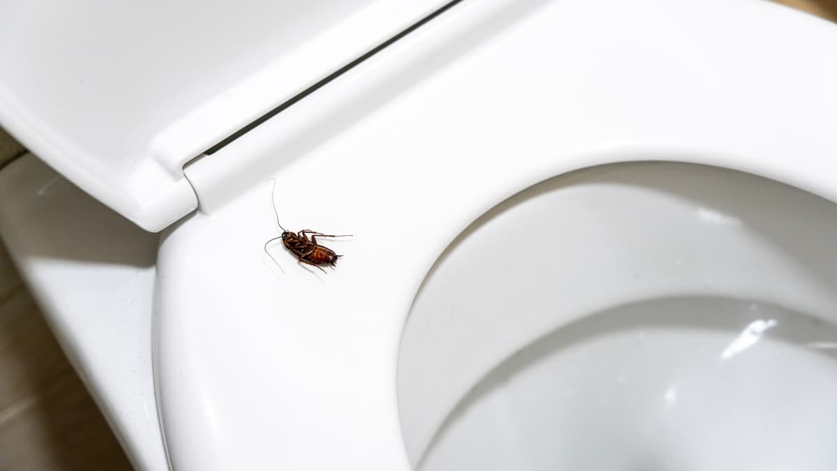 蟑螂可以沖馬桶嗎？專家曝「１狀況」恐讓家中蟑螂暴增，掌握３原則有效除蟑