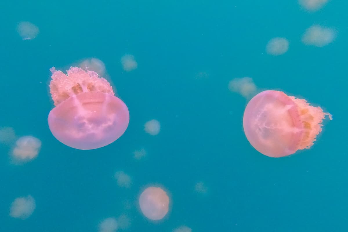 現省6000元！帛琉４日深度遊：秘境賞夢幻藍海、大斷層與鯊魚共游、爽吃龍蝦宴