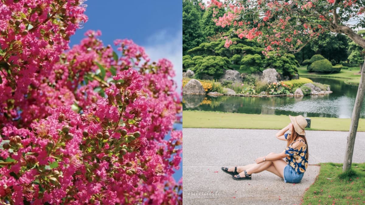 中部最美「百日紅花園」在這！夢幻粉紅祕境超好拍，門票買一送一、兒童免費