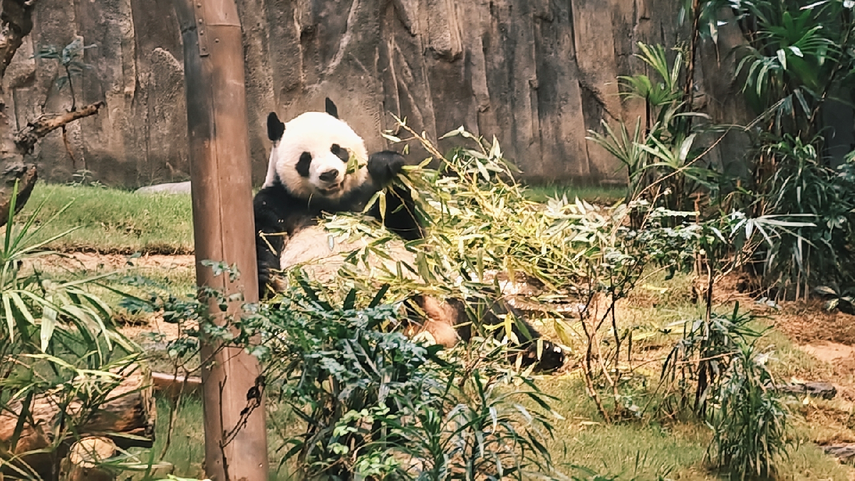 熊貓變大了!湘荷妹妹前進香港海洋公園 熊貓變大了!湘荷妹妹前進香港海洋公園