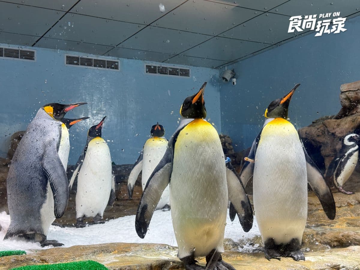 《動物森友會》角色出沒Xpark！免費玩任天堂遊戲機送貼紙，８折星光票回歸