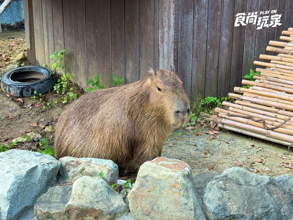 《動物森友會》角色出沒Xpark！免費玩任天堂遊戲機送貼紙，８折星光票回歸