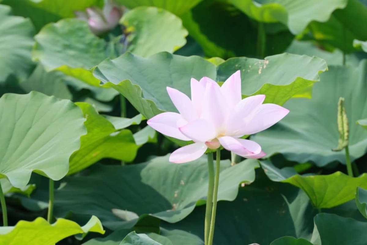 （圖片來源：觀音區蓮花園休閒農業區）