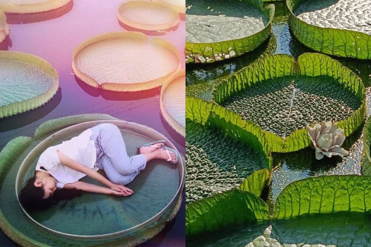 桃園蓮花季暑假登場！必拍６大裝置、體驗坐大王蓮，假日免費接駁班次一次看