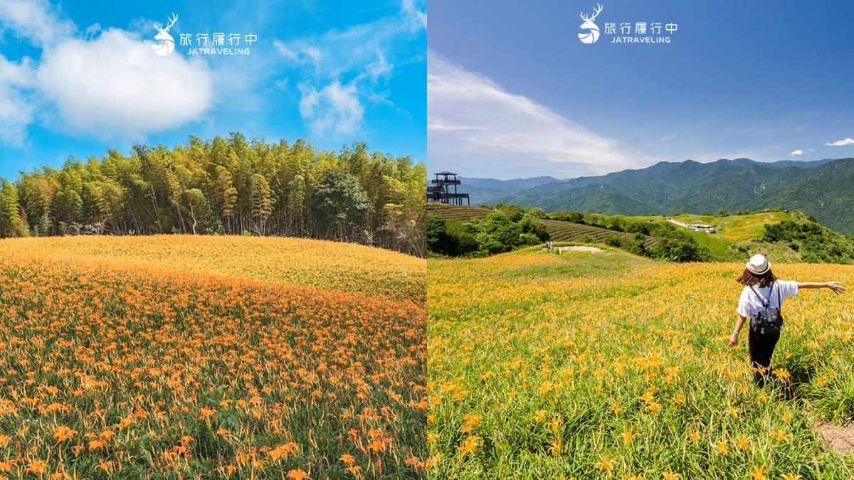 最美黃金花毯這裡拍!「2026花蓮金針花季」8月登場,即時花況、賞花景點推薦