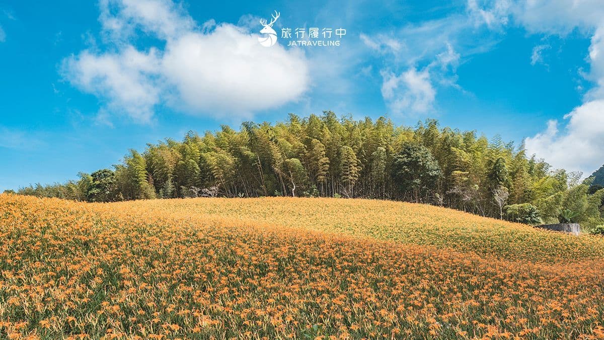2026花蓮金針花季開跑！合照卡娜赫拉巨型氣球，賞花景點推薦、即時花況直播