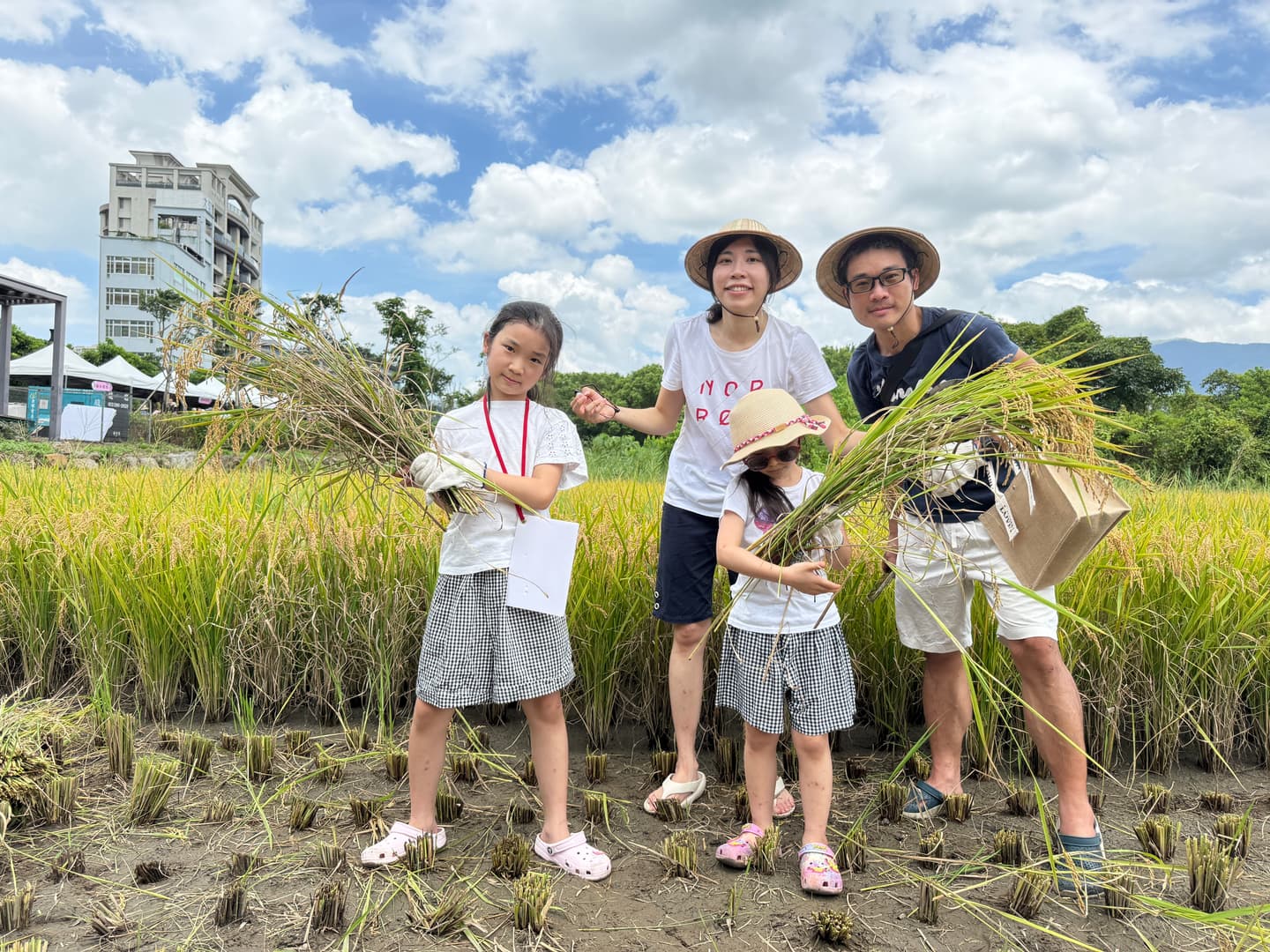 台北夏日金色稻浪這裡看！帶孩子當一日農夫、割稻碾米，５隻關渡熊超好拍