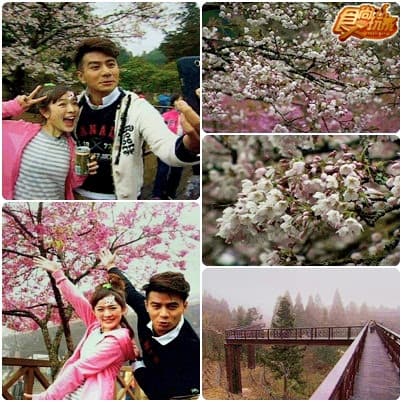 嘉義 魚干女也有春天