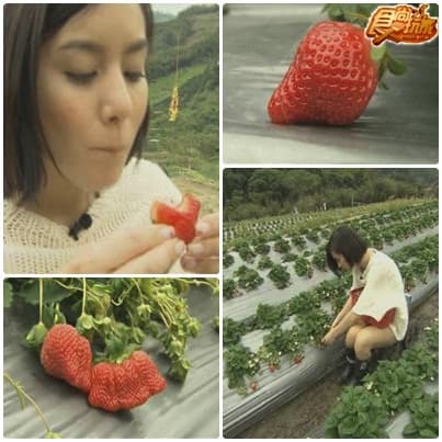 美食追追追之苗栗傳說 美食追追追之苗栗傳說