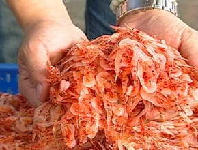 屏東鮪魚祭