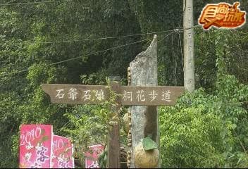 老饕新竹賞桐全指南 老饕新竹賞桐全指南