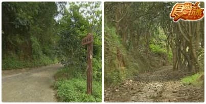 老饕新竹賞桐全指南 老饕新竹賞桐全指南
