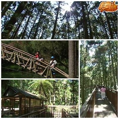 溪頭避暑小旅行