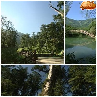 溪頭避暑小旅行