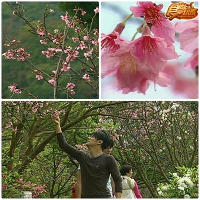 陽明山賞花 北投士林吃好料