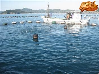 日本好好玩  愛媛水果海鮮吃翻天