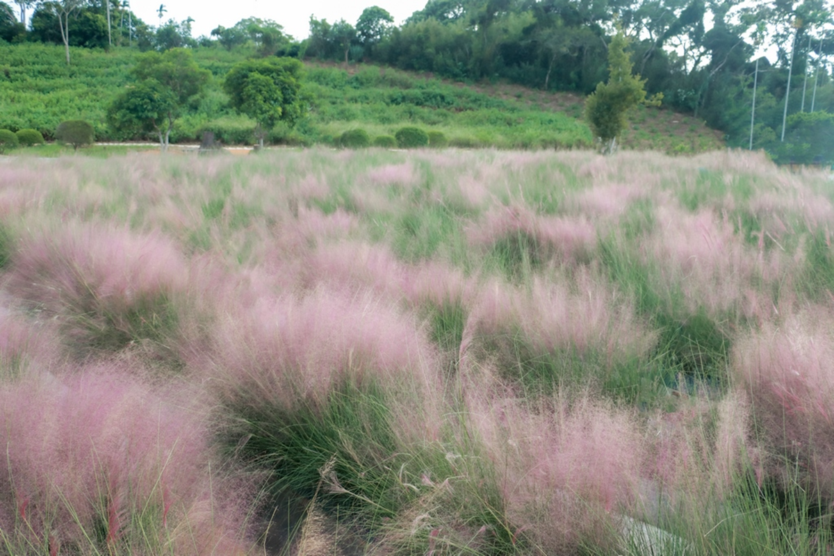 三灣粉愛花草園