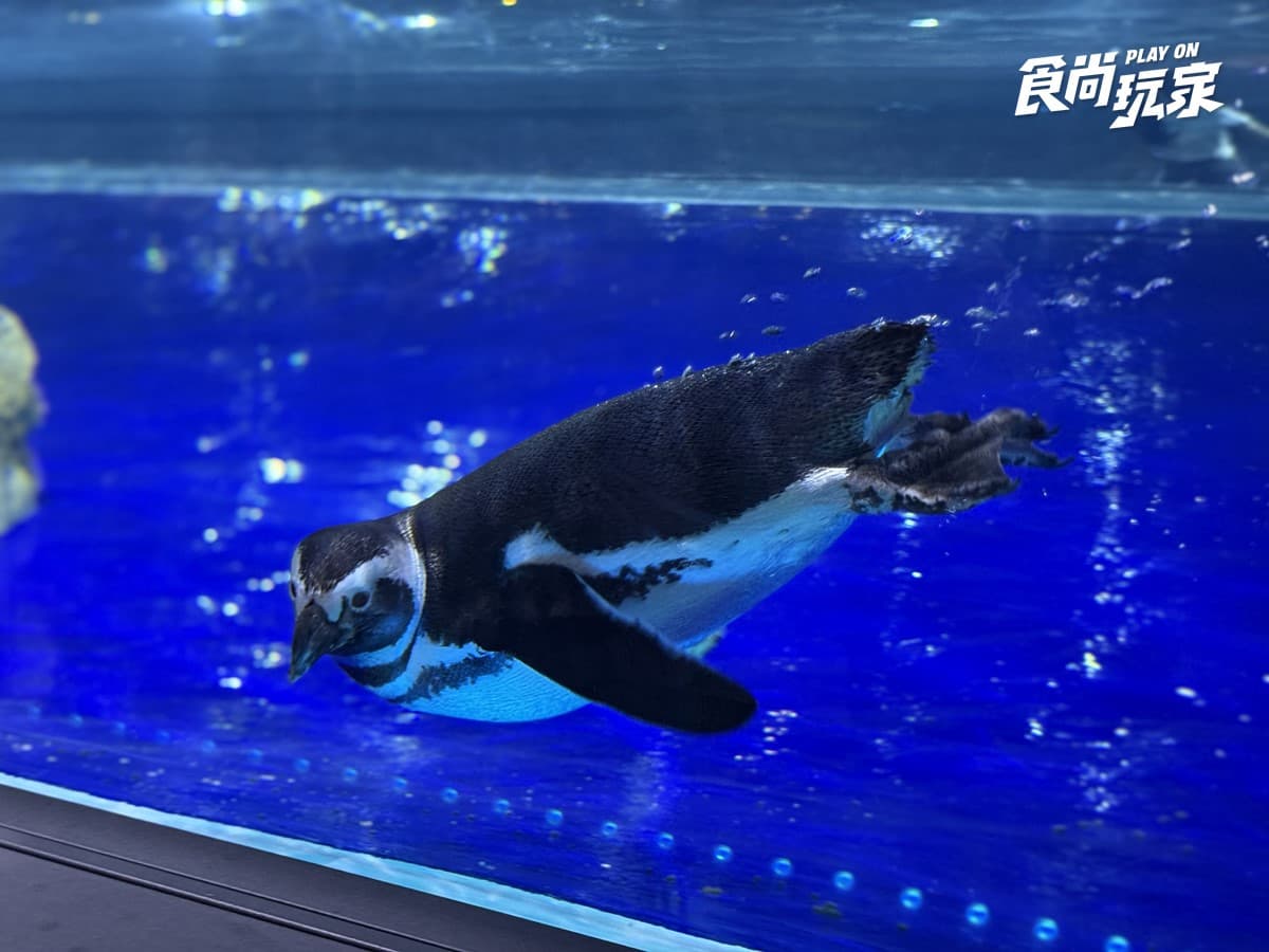 秀證件免費參觀！「台中海洋館」開幕週年10月天天享優惠，美拍７大主題展區