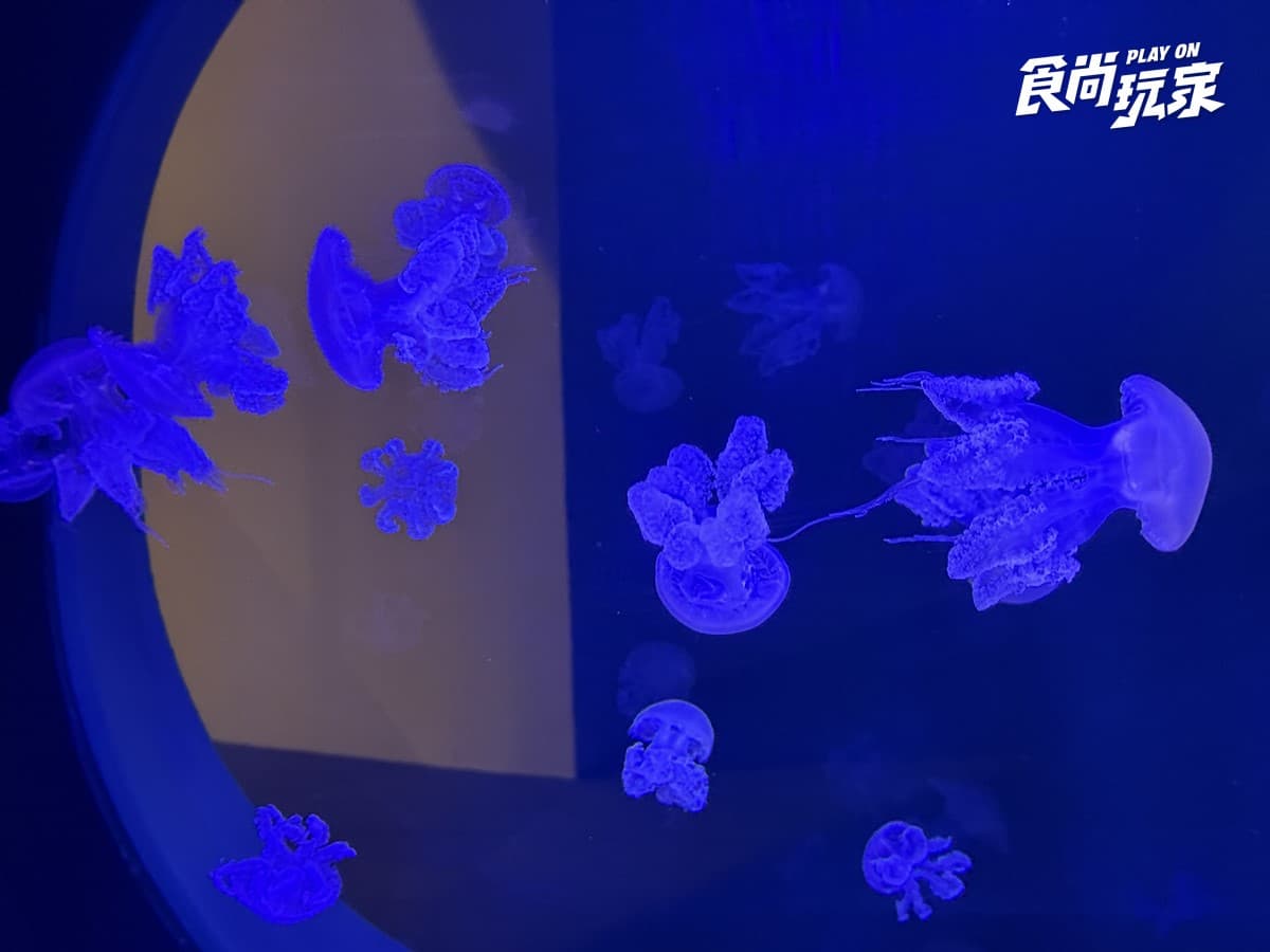 秀證件免費參觀！「台中海洋館」開幕週年10月天天享優惠，美拍７大主題展區