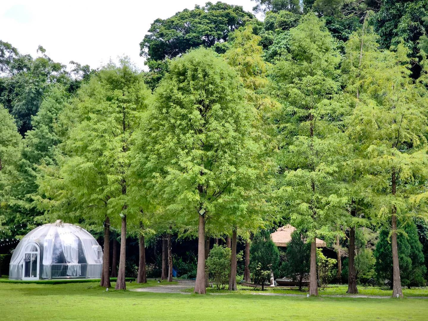 賞落羽松、吐司油畫DIY！台北最美景觀餐廳推10條遊程，再享創意辦桌、可汗火鍋