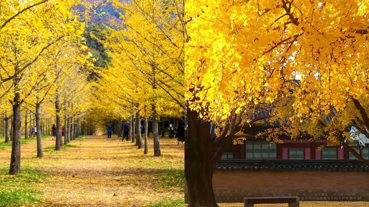 秋季限定金色美景！韓國12大銀杏祕境：上千棵銀杏海、200年古樹、纜車賞秋