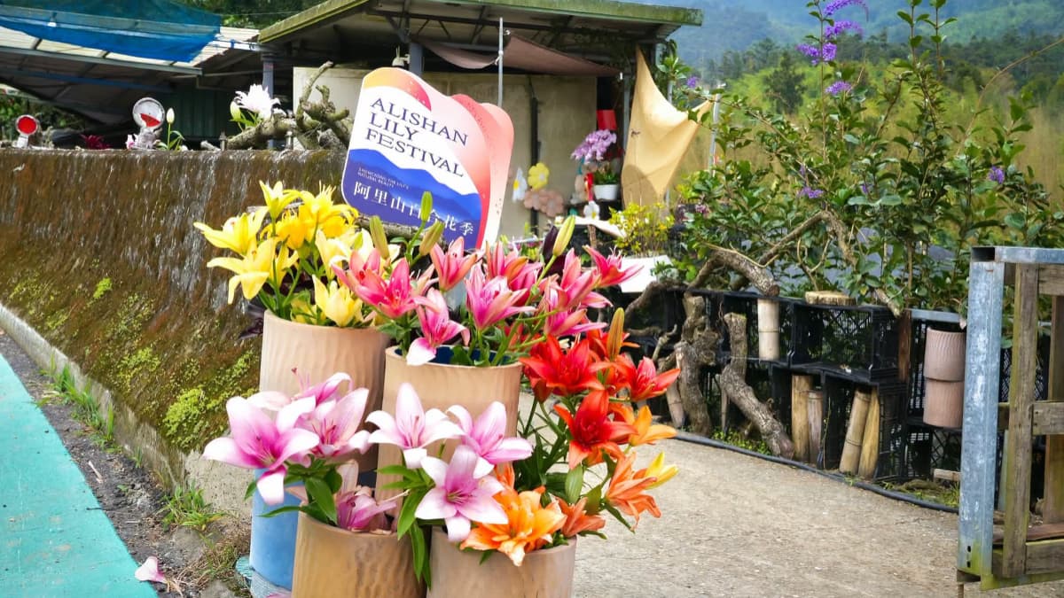 雙十連假衝阿里山！百合花海盛開、奮起湖喝冠軍咖啡，再搭白沙屯媽祖限定小火車