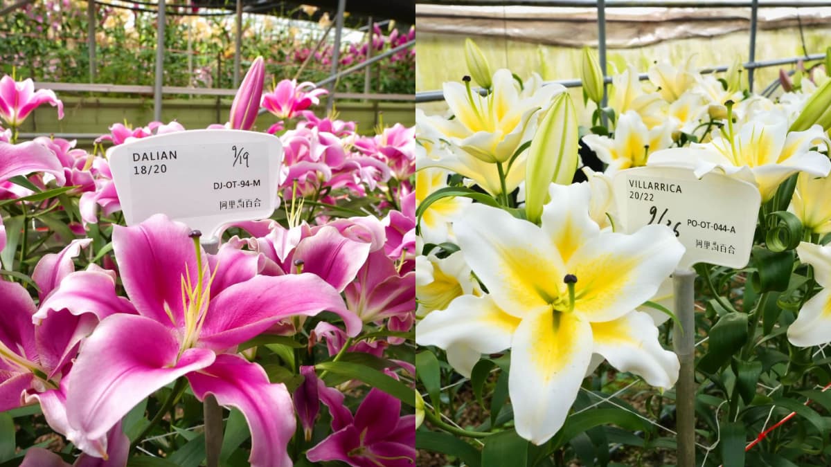 雙十連假衝阿里山！百合花海盛開、奮起湖喝冠軍咖啡，再搭白沙屯媽祖限定小火車