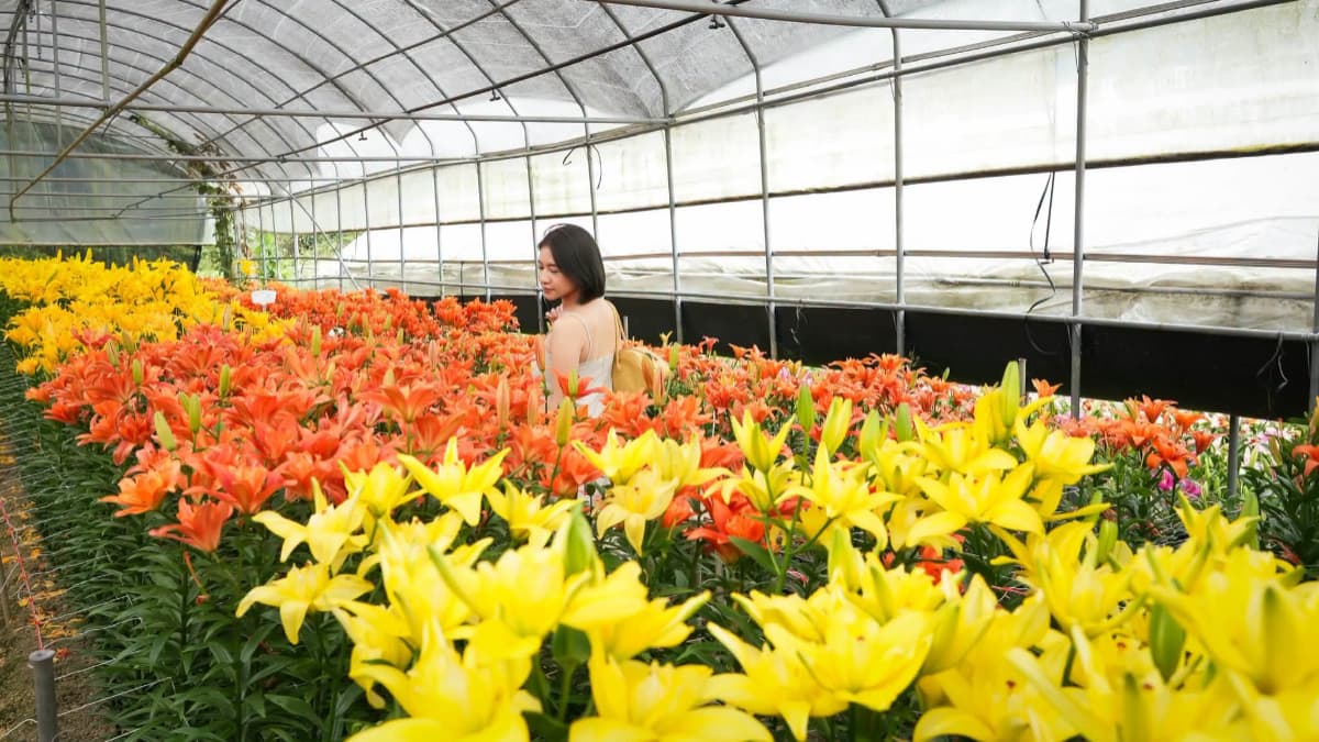 雙十連假衝阿里山！百合花海盛開、奮起湖喝冠軍咖啡，再搭白沙屯媽祖限定小火車