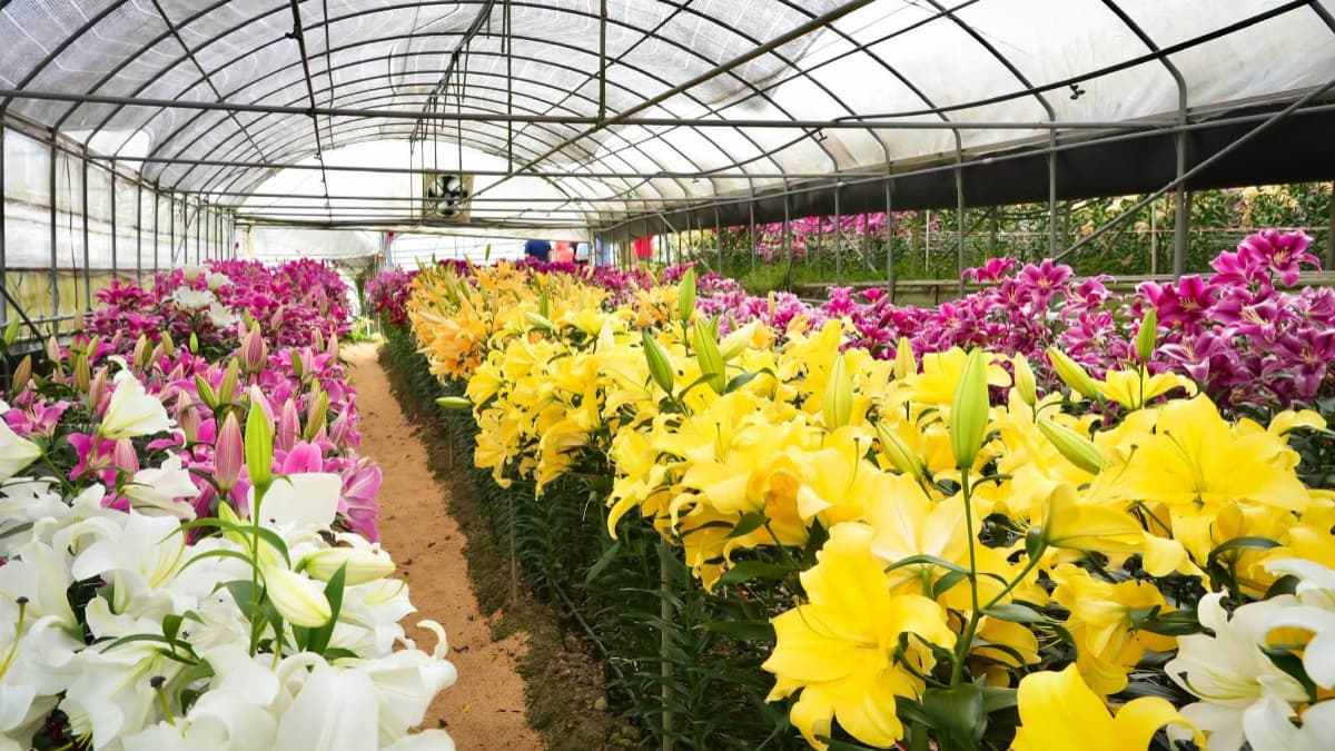雙十連假衝阿里山！百合花海盛開、奮起湖喝冠軍咖啡，再搭白沙屯媽祖限定小火車